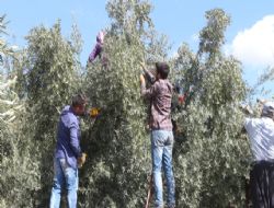 Zeytin ve Zeytinya hasad sezonu sona erdi