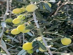 Zeytin reticileri Zor Gnler Geiriyor