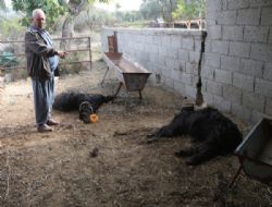 Başıboş köpekler 5 keçiyi telef etti.
