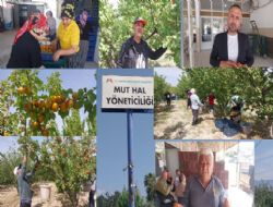 Mersin'de kay�s� hasad� ba�lad�, �retici verimden memnun
