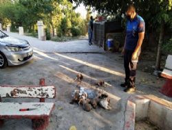 Mut Belediyesi Sokak hayvanlarına sahip çıkıyor