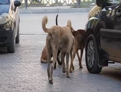 Başıboş sokak köpekleri artık insanlara saldırıyor yetkililer neden çare bulmuyor