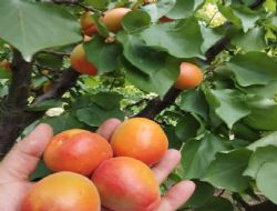 Erkenci Sofral�k Kay�s� �hracat�na Y�nelik De�erlendirme Toplant�s�