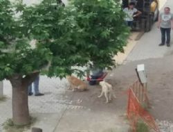 Mut'ta başıboş köpekler toplanıyor