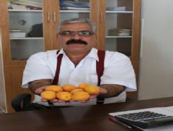 Kayısı üreticisi fiyatlardan tüccar kaliteden memnun