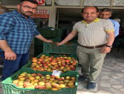 Kayısı üreticisi fiyatlardan, tüccar kaliteden memnun