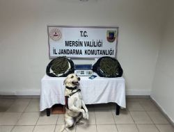 yaralı köpek tedavi edilerek koruma altına alındı
