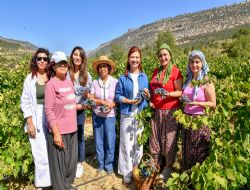 Mut'ta Kadınlar Üzüm Hasadı Yaptı