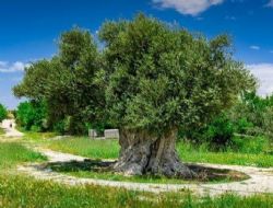 Mut ilesinde 1316 yllk ant Aa'ta bu yl zeytin hasad neden yaplmad