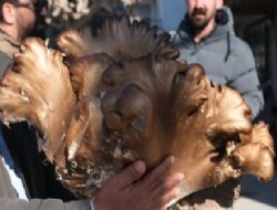 Mut'ta 5 kilogramlk istiridye mantar bulundu