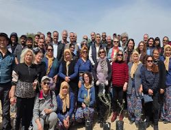 Kadim zeytin fidan �e�itleri toprakla bulu�tu