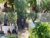 Eri�in kilosu 30 ile 170 TL aras�nda sat�lmakta
