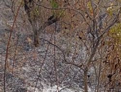 Glnar'da yangnda hayatn kaybetti