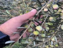 Ünü Ülkeyi aştı Mut zeytinyağı Fransa ve Japonya'ya gönderilmeye başlandı