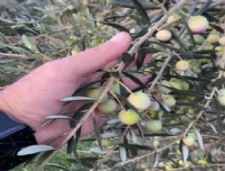 Mut'ta zeytin hasadı endişeli başladı