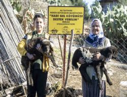 360 yetiştiriciye 9 bin küçükbaş desteği